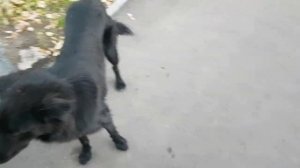 Картошка на зиму. Опускаю картошку в подвал. Как хранить картошку зимой