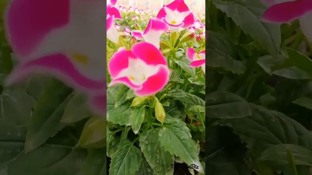 Torenia Flower Plants_Pink Color Variety.🌺🥰 #ndagribiz #agribiz