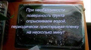 Земляника из семян