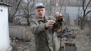 Посадка садовой ежевики весной.