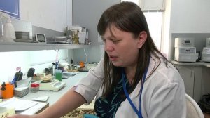 В Приамурье началась проверка семян перед посевной