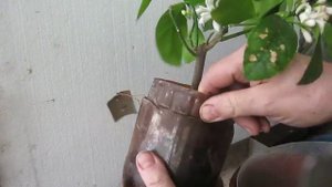 ПЕРЕСАДКА ЦВЕТУЩЕГО ЛИМОНА НОВОГРУЗИНСКОГО