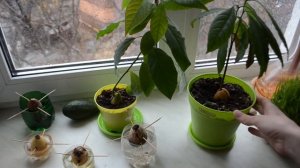 Как вырастить авокадо из косточки в домашних условиях?