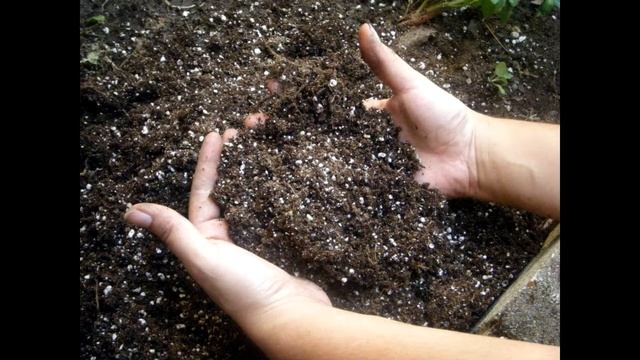 Распространенные вопросы дачников по картофелю, ответы на них смотреть онлайн