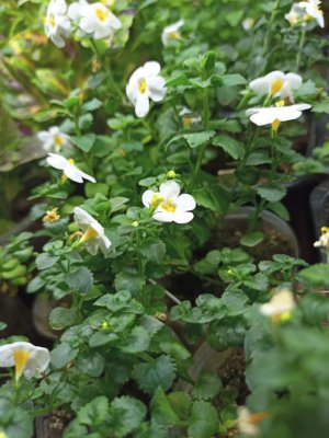 Сохранение цветов зимой в домашних условиях. Что у меня сегодня растёт на стеллаже?!