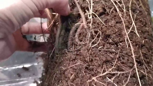 Розы ЗКС - а что внутри? Клематисы, хвойные растения. смотреть онлайн