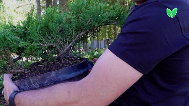 Можжевельник Рокери Джем, ориг Juniperus sabina «Rockery Gem» - Зеленый Сад