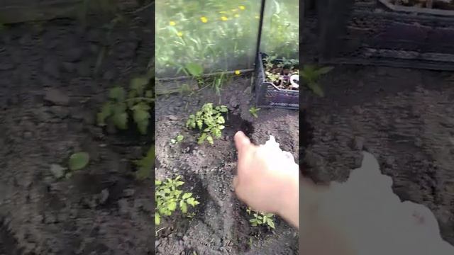 Фундамент под Теплицу 6×3 Своими руками/Обзор/Дачная жизнь Газелиста Дармовоза Холостяка/