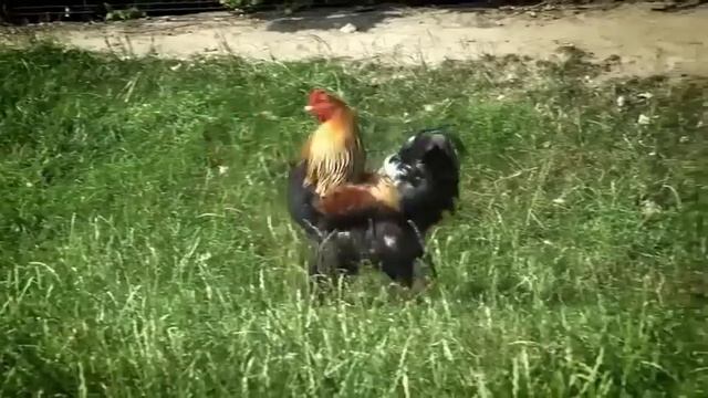 ЦЫПЛЕНОК ПИ Детская песенка Про цыплёнка ПИ на немецком языке PULCINO PIO