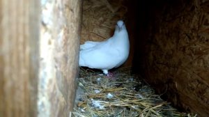 Голуби,  начало нашей истории! ПОРОДА Рымские великаны