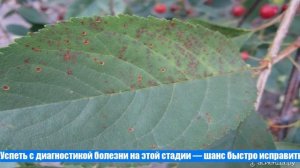 Симптомы коккомикоза вишни. Методы борьбы с болезнью