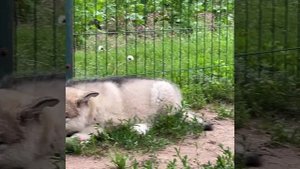 Аляскинский маламут щенки