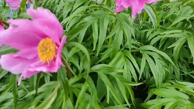 Лега и Ваня// Даже сын не вынес тупости Лены! // Обзор видео// смотреть онлайн