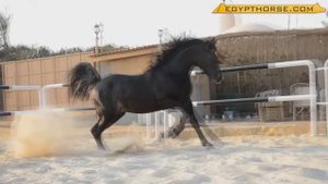 Arabian horse| Арабские лошади