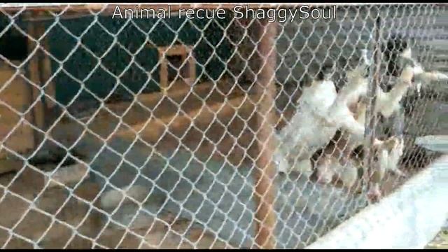 Dog rescue 1600 hungry dogs смотреть онлайн