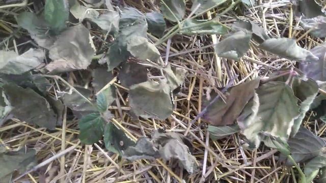 ежевика Понка и Небеса,результат зимовки в теплице,20 марта смотреть онлайн