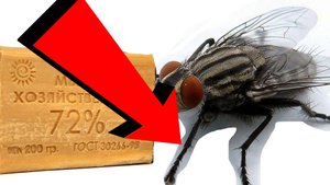 Как быстро избавиться от мух за 3 секунды!!!!.!!!!.!!!!