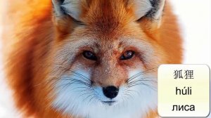 Животные и птицы на китайском языке