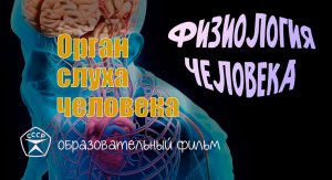Орган слуха человека.