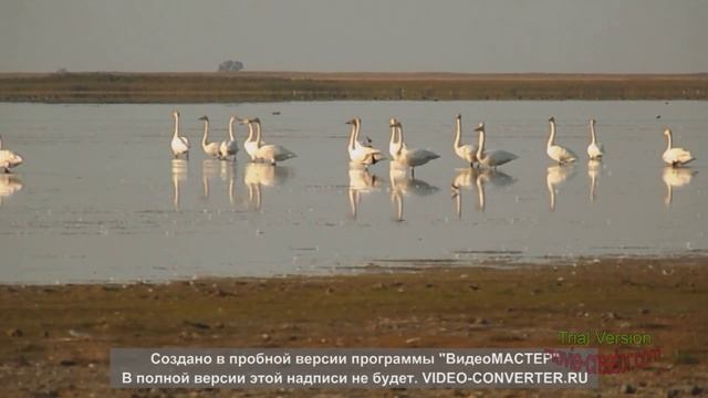 EXPO - 2017.Korgalzhyn State Nature Reserve. Kazakhstan. Коргалжынский Заповедник.Марат Алимжанов.