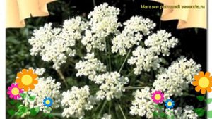 Анис овощной Блюз. Краткий обзор, описание характеристик, где купить семена pimpinella anisum Bliuz