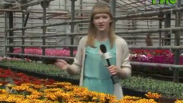Где и как выращивают цветы, которыми украшают улицы Самары