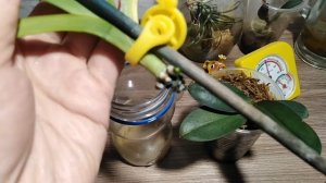 Как нарастить корни Ванде, что стало с вандой через месяц.#вандаорхидеи#еленазагороднаяжизнь
