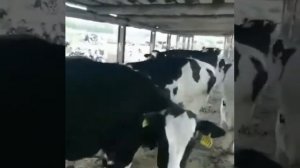 Нетели Коровы, стельность 5 месяцев, Чёрная Пестрая порода. Продажа КРС из РФ.