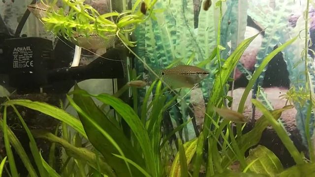 Аквариум на речном песке смотреть онлайн