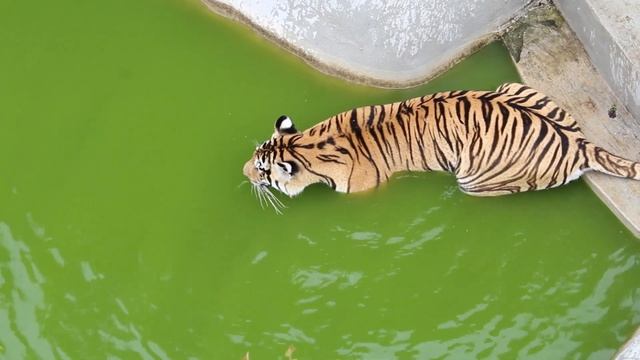 Сафари парк Тайган город Белогорск смотреть онлайн