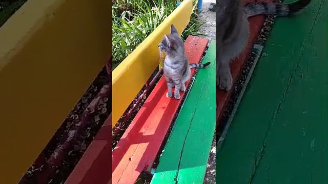 Кошка красавица.