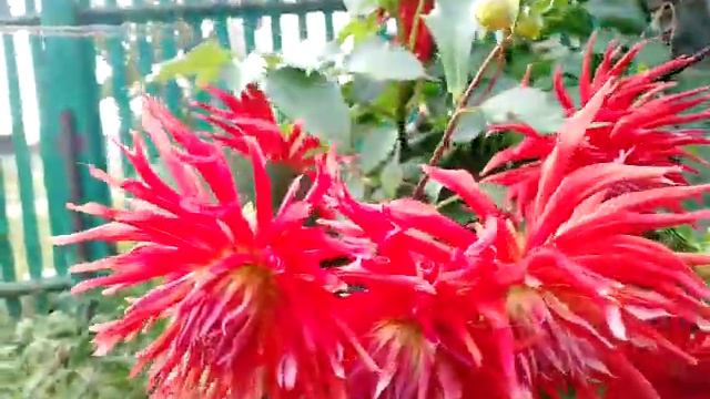 георгина цветёт 🌸 игольчатая 🌹