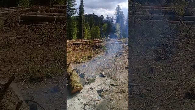 Не работайте на Кузбасе на вырубке просики под ЛЭП ( Междуреченск) - кидалово.(19) смотреть онлайн