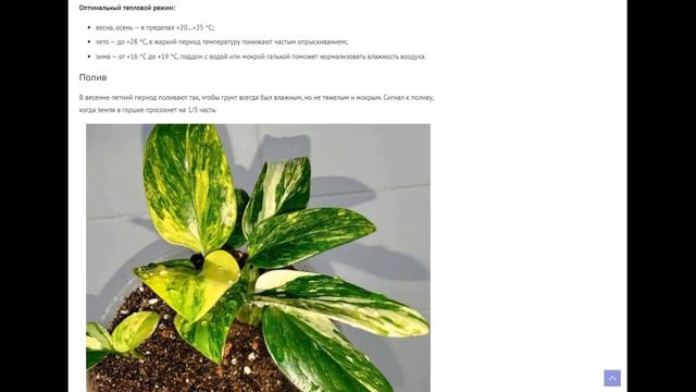 Филодендрон кобра: обзор сорта с белой и желтой вариегатностью, рекомендации по уходу и размножению смотреть онлайн