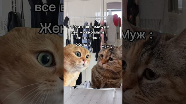 Тренд смешные коты #приколы #видео #котики #кот #котик #shortvideo #приколысживотными #смешныевидео