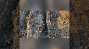 Сев подсолнечника 2022 норма семян 63000шт/га норма удобрений 80кг/га