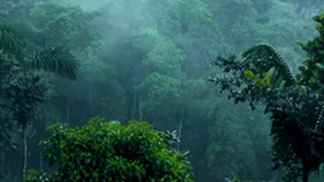 Тихий шум дождя, без грозы. The quiet sound of rain, no thunderstorm. смотреть онлайн