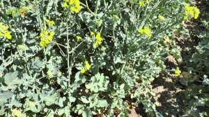 Лебозол на озимом рапсе 4