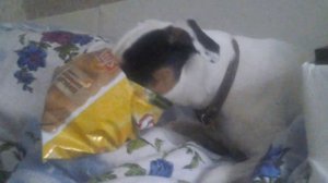 Смешной пес ест чипсы Lays