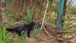Коты в дикой природе