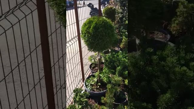 Туя западная шарообразная на штамбе смотреть онлайн