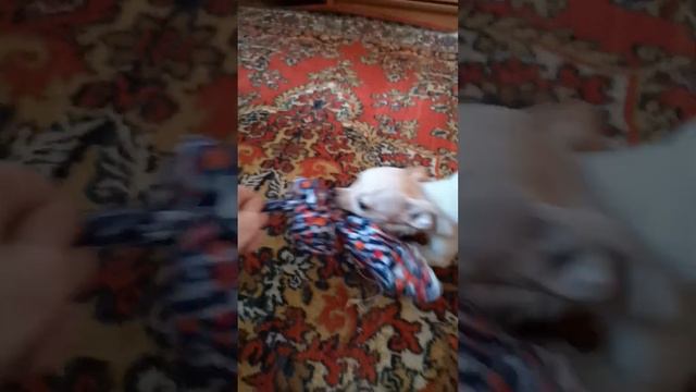 Щенку я дала много различных игрушек, чтобы она не грызла ничего запретного. смотреть онлайн