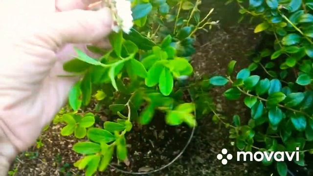 #голубика #голубикасадовая #брусника  Выращиваем голубику в горшке