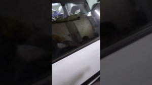 Гранта 2023 г Подключение Старлайн а93 в Димитровграде и реализация работы центр замка.