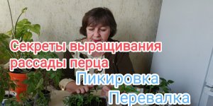 Секреты посева перца на рассаду_определяем срок посева.Замачивание, обеззараживание,пикировка.mp4