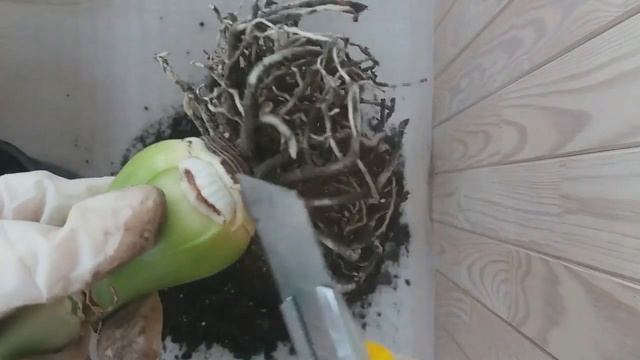 Гиппеаструм пересадка смотреть онлайн