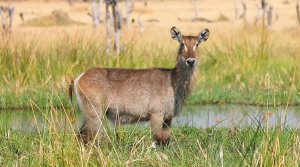 Ботсвана. Чобе Сафари Лодж (1 часть). (1998-VHS)