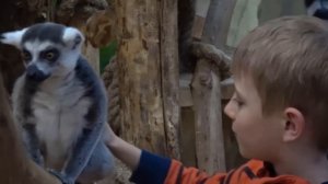 Животные для детей и доктор Даник. Развивающие видео про животных. Лемуры, Еноты, Сурикаты, Носухи.