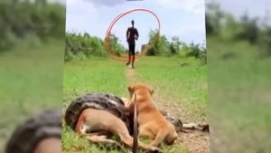 How This Brave Puppy save its Mother from a Vicious Python Attack