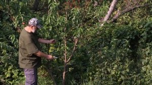 Летние работы в саду: обрезка "волчков"